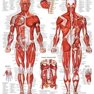 Other Posters & Charts - Client Education