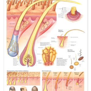 Electrolysis Posters & Photos