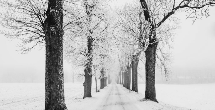 Snow-covered road lined by bare trees on each side, fading into the fog in a winter landscape.
