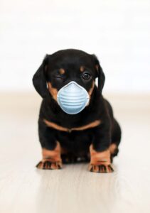 pupper with face mask | Prestige Electrolysis + Spa Supply