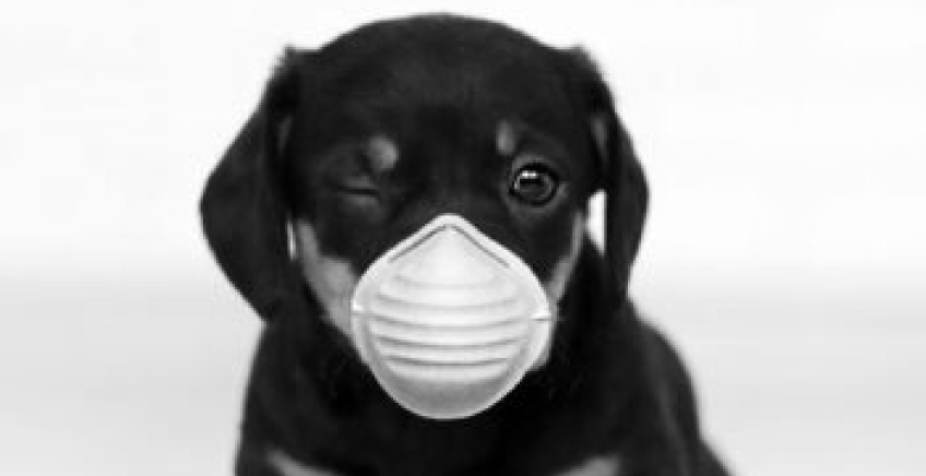 Black-and-white puppy wearing a protective mask over its snout, winking with one eye.