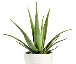 Aloe vera plant with tall green leaves in a white ceramic pot against a black background