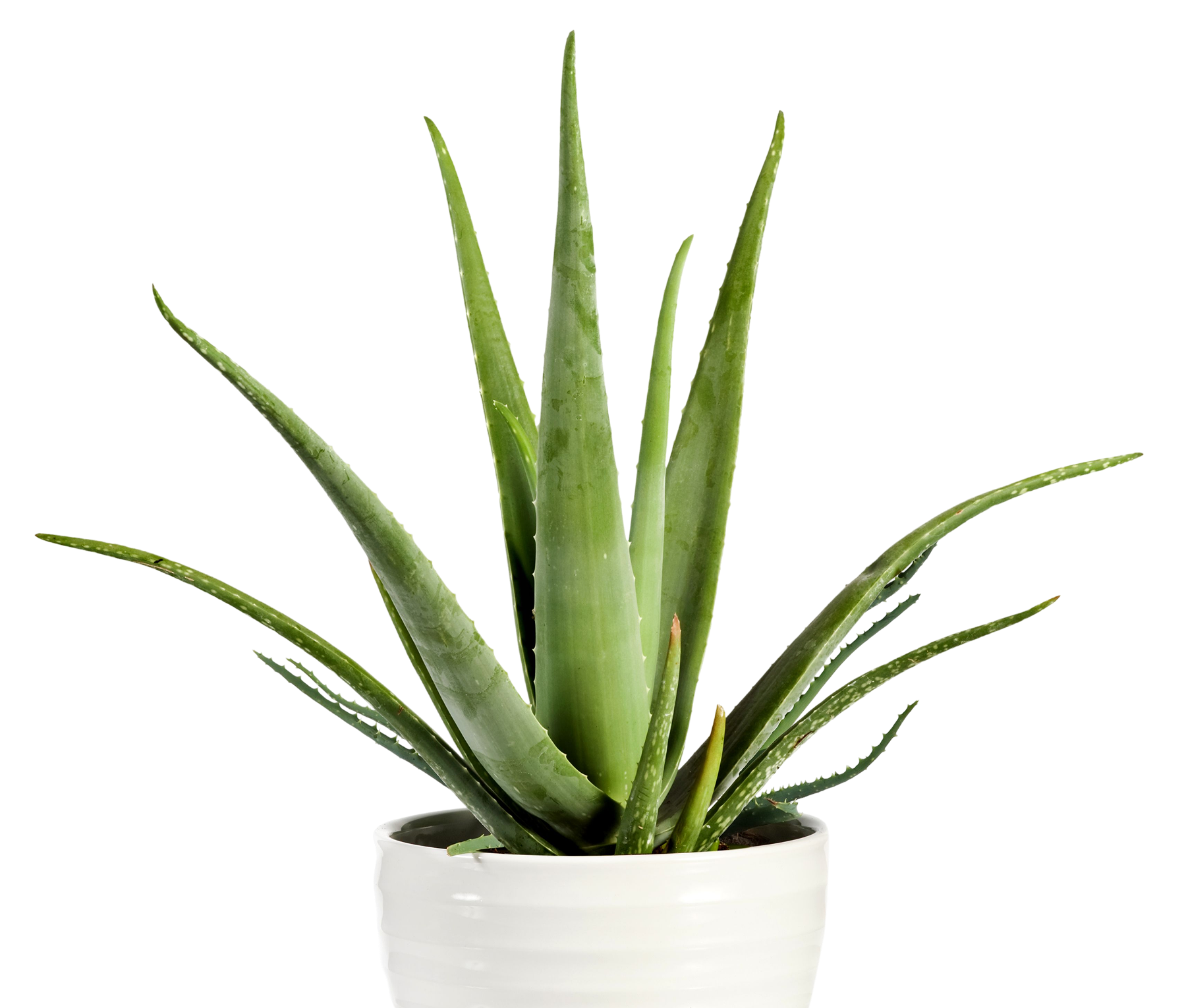 Aloe vera plant with long green, fleshy leaves in a white ceramic pot against a black background.